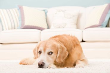 Pet Urine Odour Removal